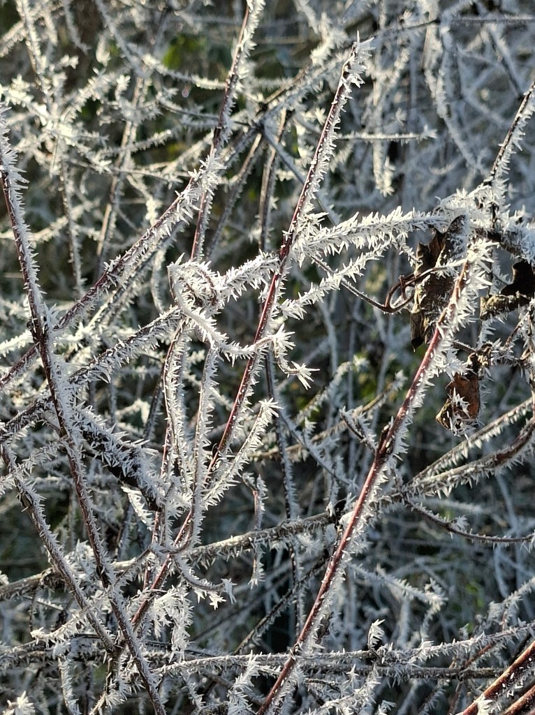 L’image courante n’a pas de texte alternatif. Le nom de fichier est : givre.jpg